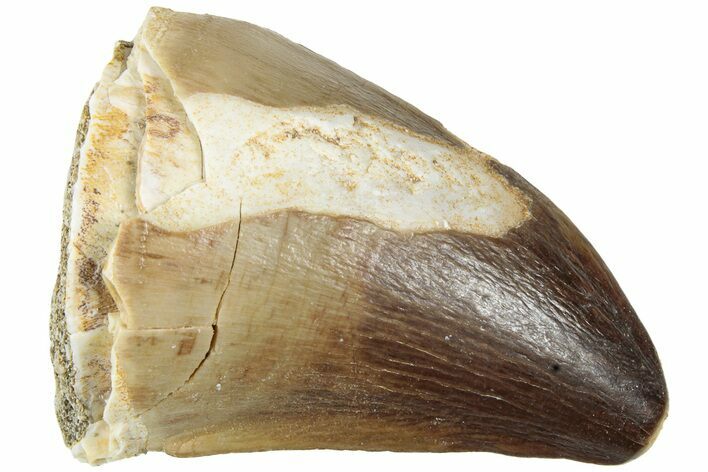Fossil Mosasaur (Prognathodon) Tooth - Morocco #226684